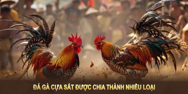 Đá gà cựa sắt được chia thành nhiều loại 