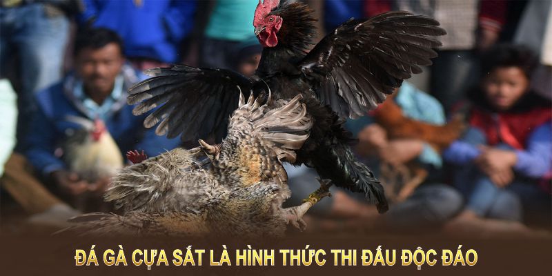 Đá gà cựa sắt là hình thức thi đấu độc đáo của những chiến kê 