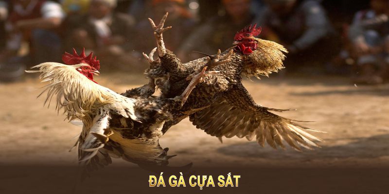 đá gà cựa sắt abc8