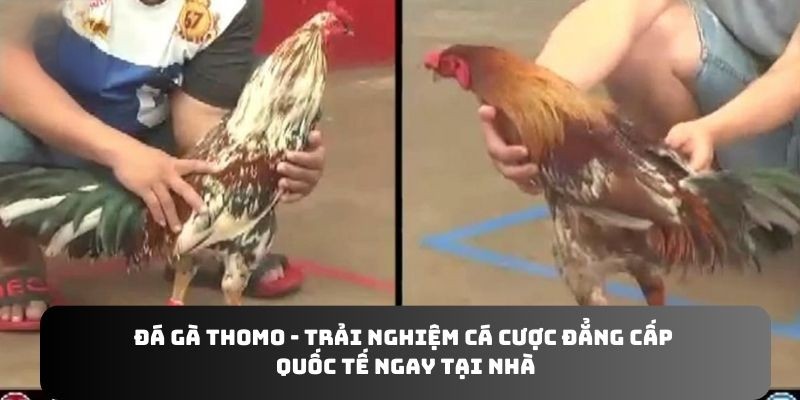 đá gà thomo