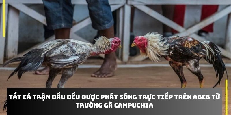 Tất cả trận đấu đều được phát sóng trực tiếp trên Abc8 từ trường gà Campuchia