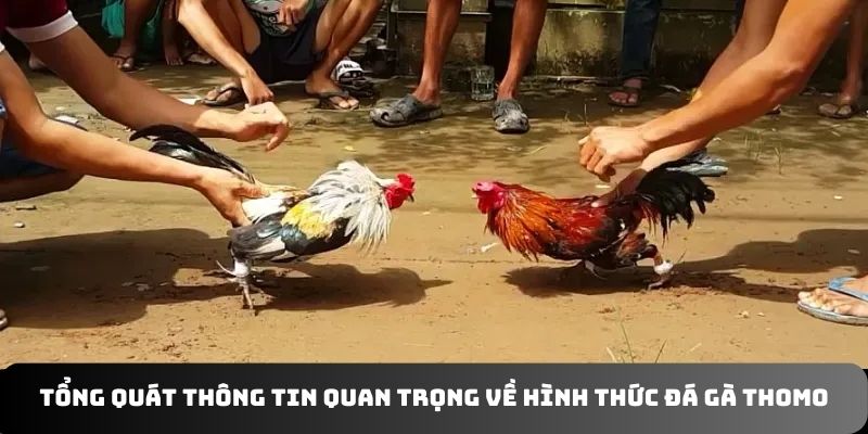 Tổng quát thông tin quan trọng về hình thức đá gà Thomo